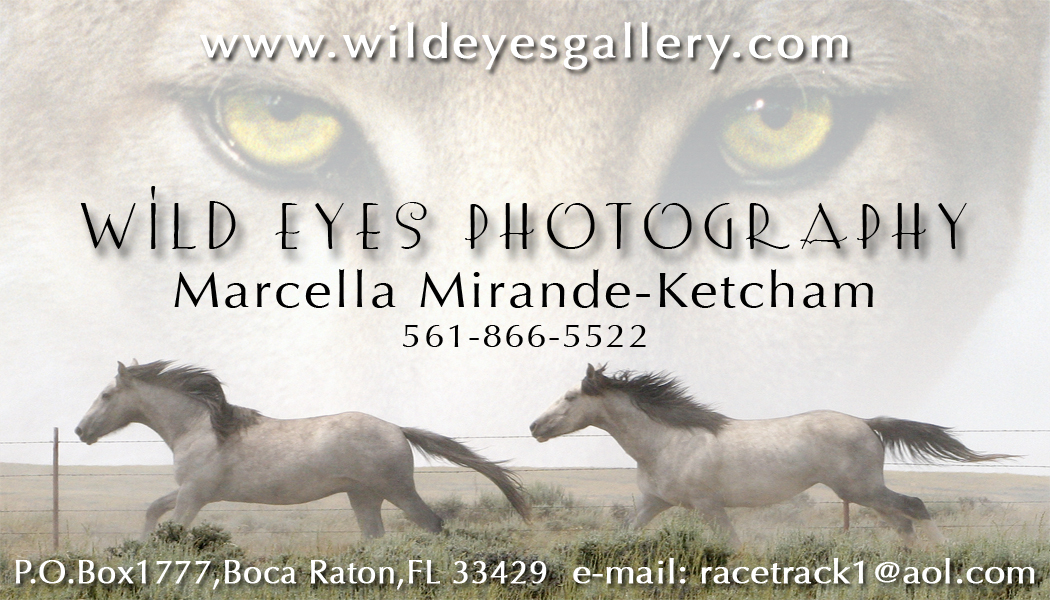 ad for wild eyes gallery